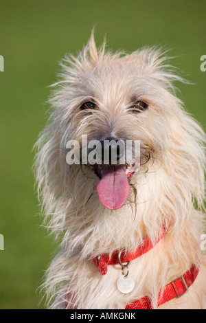 Ritratto di un cane lurcher indossando un cavo rosso Foto Stock