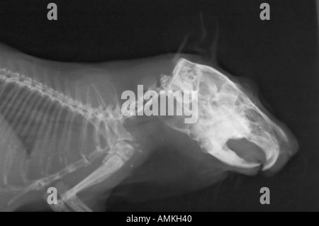 La cavia x ray Foto Stock