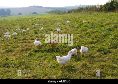 Polli ruspanti di razza Isa 257 girovagano liberamente a Sheepdrove fattoria organica Lambourn Inghilterra Foto Stock