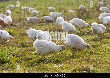 Polli ruspanti di razza Isa 257 girovagano liberamente a Sheepdrove fattoria organica Lambourn Inghilterra Foto Stock