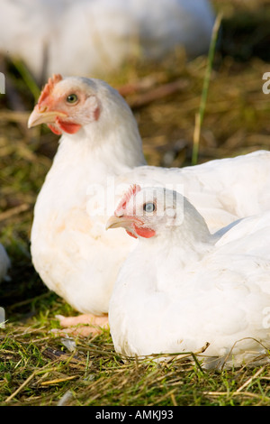 Polli ruspanti di razza Isa 257 girovagano liberamente a Sheepdrove fattoria organica Lambourn Inghilterra Foto Stock