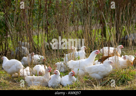 Polli ruspanti di razza Isa 257 girovagano liberamente a Sheepdrove fattoria organica Lambourn Inghilterra Foto Stock