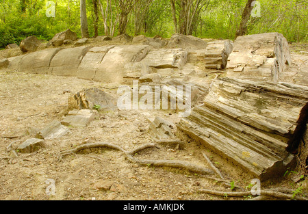 Pietrificati tronco di albero (Araucarioxylon sp.) nella foresta pietrificata di Puyango Foto Stock