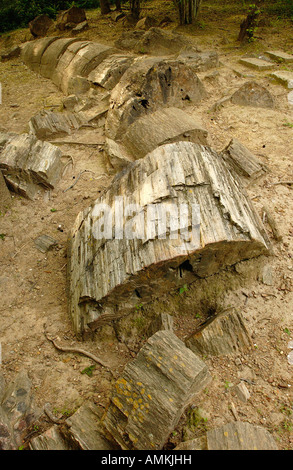 Pietrificati tronco di albero (Araucarioxylon sp.) nella foresta pietrificata di Puyango Foto Stock