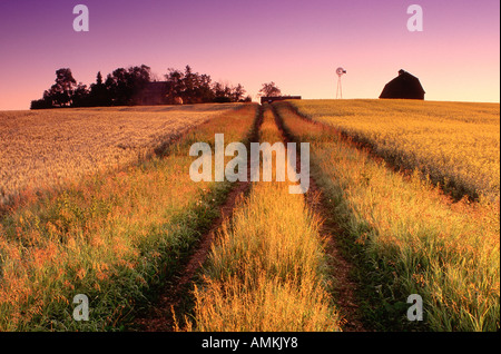 Fattoria rurale all'alba, Alberta, Canada Foto Stock