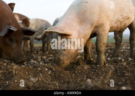 I suini in Sheepdrove fattoria organica Lambourn Inghilterra dove Camborough scrofe sono mantenuti con Duroc verri Foto Stock