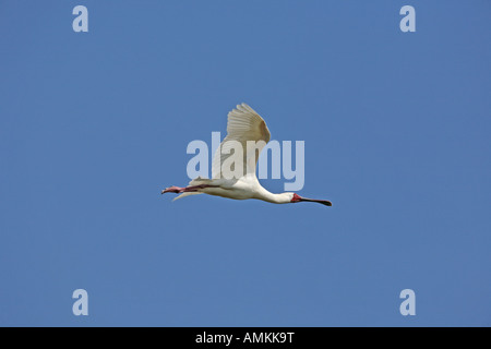 Platalea Alba in volo Foto Stock