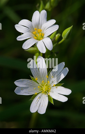 Maggiore stichwort, Stelleria holostea, che si trova in un vicolo del paese a tempo primaverile. West Sussex, in Inghilterra. Regno Unito Foto Stock