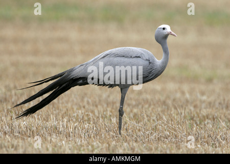 Il Blue Crane con coda che soffia in breeze Foto Stock