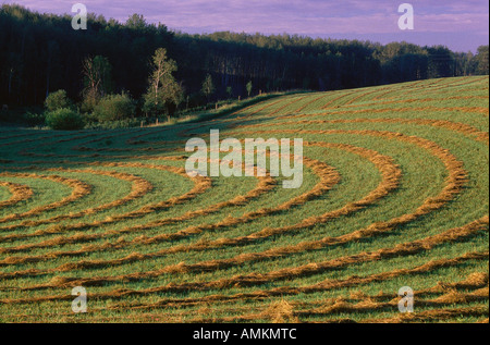 Campo nei pressi di Drayton Valley, Alberta, Canada Foto Stock