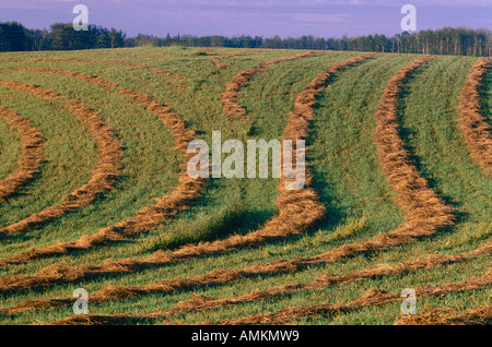 Solchi di fieno, vicino Drayton Valley, Alberta, Canada Foto Stock