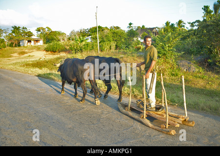 Uomo con due buoi tirando sled su strada nella Valle de Viñales in Cuba centrale Foto Stock