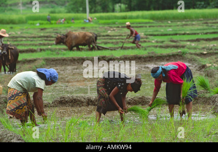 Femmina di operai agricoli trapiantando pianticelle di riso e buoi aratura in una risaia vicino a Pokhara. Il Nepal Foto Stock