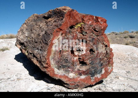 Silicified fossilizzato tree sezione carrello al Parco Nazionale della Foresta Pietrificata Foto Stock