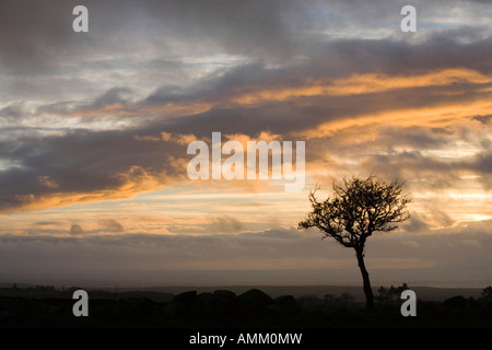Un albero di biancospino infront di passaggio di nuvole temporalesche al crepuscolo in West Cumbria Regno Unito Foto Stock