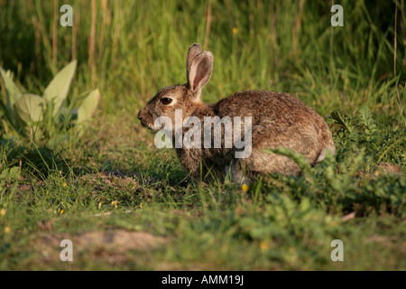 Coniglio Oryctolagus cunniculus Foto Stock