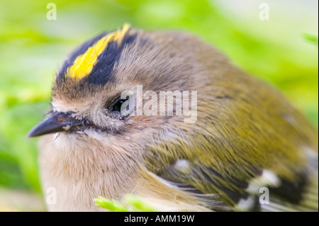 Una femmina Goldcrest, Britains uccello più piccolo Foto Stock