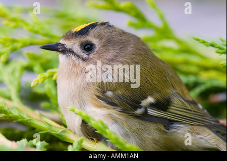 Una femmina Goldcrest, Britains uccello più piccolo Foto Stock