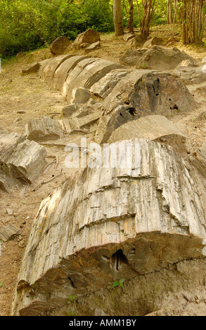 Pietrificati tronco di albero (Araucarioxylon sp.) nella foresta pietrificata di Puyango Foto Stock