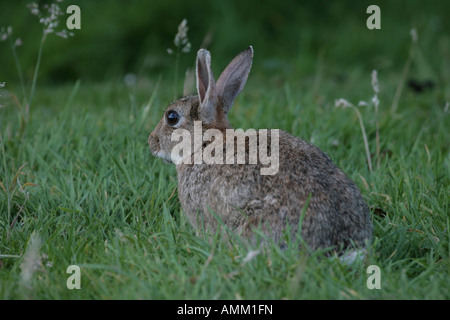 Coniglio Oryctolagus cunniculus Foto Stock