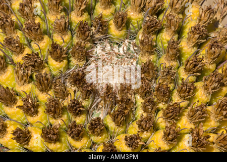 Canna Fishhook Cactus (Ferocactus wislizeni) Frutti - Deserto Sonoran - Arizona Foto Stock
