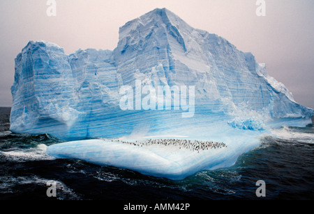 Pinguini Chinstrap (Pygoscelis Antartide) su iceberg. Foto Stock