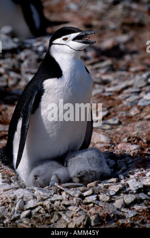 Pinguini Chinstrap (Pygoscelis Antartide) a Hannah Point. Foto Stock