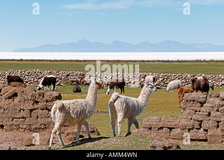 Llamas pascolare il pascolo al di fuori del villaggio di Tahua sulla riva settentrionale del Salar de Uyuni. Foto Stock