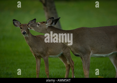White-Tailed Deer madre e fawn interagendo Odocoileus virginianus New York Doe Foto Stock