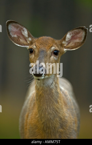 White-Tailed Deer ritratto Odocoileus virginianus New York Doe Foto Stock