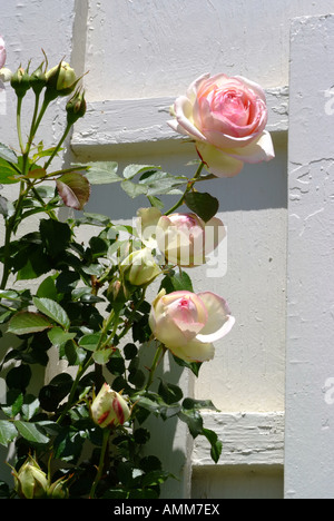 Di un bel colore rosa Eden rosa rampicante sul traliccio bianco recinzione al Hershey Gardens Pennsylvania Stati Uniti America STATI UNITI D'AMERICA Foto Stock