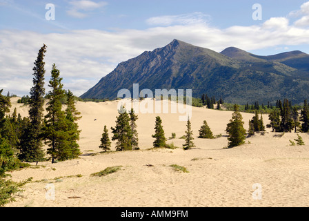 Carcross Deserto Deserto più piccolo nel mondo Yukon Territory YT Canada sud Klondike Highway Tagish Strada Ex lago glaciale Foto Stock