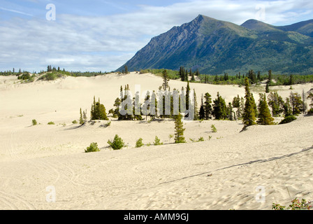 Carcross Deserto Deserto più piccolo nel mondo Yukon Territory YT Canada sud Klondike Highway Tagish Strada Ex lago glaciale Foto Stock