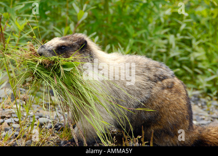 Annoso marmotta Marmota caligata vicino ghiacciaio di salmone Stewart British Columbia BC Canada vicino Hyder Alaska AK US Stati Uniti Foto Stock