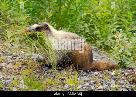 Annoso marmotta Marmota caligata vicino ghiacciaio di salmone Stewart British Columbia BC Canada vicino Hyder Alaska AK US Stati Uniti Foto Stock