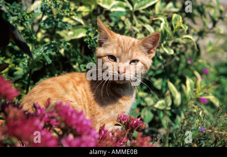 Gattino nel giardino fiorito, Dorset, England, Regno Unito Foto Stock