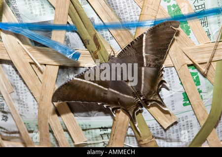 Gigante falena marrone, Singapore Foto Stock