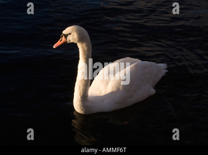 Un bel bianco Feathered Cigno su un Inky guardando il lago Windermere Parco Nazionale del Distretto dei Laghi Cumbria Inghilterra England Regno Unito Foto Stock