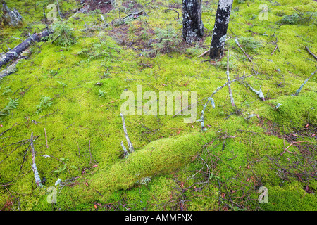 Caduto il decadimento dei registri nella foresta di muschio pavimento in questa antica foresta di abeti rossi su Isle Au Haut nel Maine s Parco Nazionale di Acadia Duck Har Foto Stock