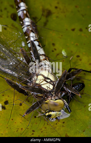 Pond Skaters (Derris lacustris) alimentazione su Southern Hawker Dragonfly (Aeshna cyanea) Inghilterra England Regno Unito Foto Stock