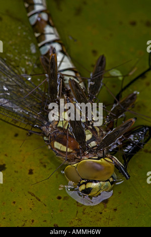 Pond Skaters (Derris lacustris) alimentazione su Southern Hawker Dragonfly (Aeshna cyanea) Inghilterra England Regno Unito Foto Stock