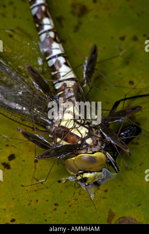 Pond Skaters (Derris lacustris) alimentazione su Southern Hawker Dragonfly (Aeshna cyanea) Inghilterra England Regno Unito Foto Stock