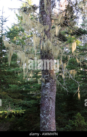 Uomo vecchio con la barba lichen è appeso a un albero di abete rosso sull isola Au Haut nel Maine il Parco Nazionale di Acadia Foto Stock