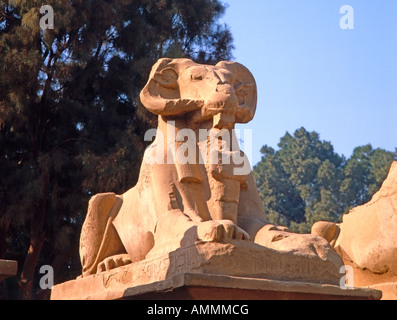 Ram-guidato Sphinx nel distretto di Amon-Ra (o) Amum, Tempio di Karnak complesso nei pressi di Luxor, Egitto Foto Stock