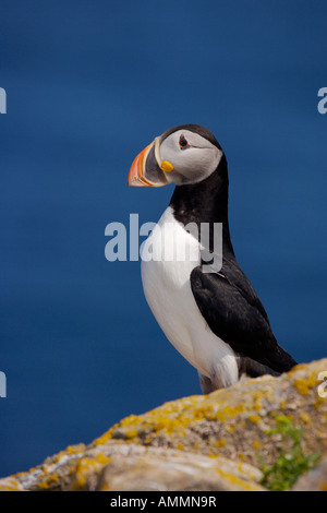 Atlantic i puffini, nesting sull isola degli uccelli appena off shore da Cape Bonavista Lighthouse, Terranova Labrador, Canada. Foto Stock