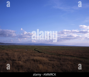 Una matassa di oche battenti acoss la Palude Salata Grange-over-Sands Morecambe Bay Lake District Cumbria Inghilterra England Foto Stock