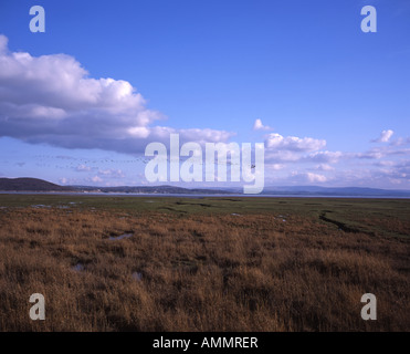 Una matassa di oche battenti acoss la Palude Salata Grange-over-Sands Morecambe Bay Lake District Cumbria Inghilterra England Foto Stock