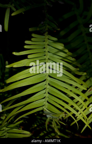 Pino di Wollemi [Wollemia nobilis] ramo - Australia Foto Stock