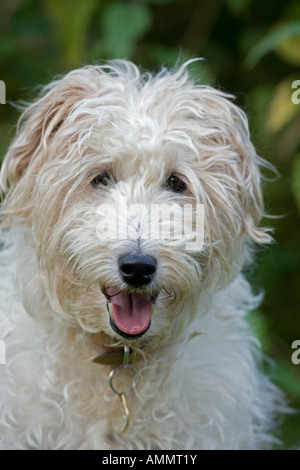 Cane di razze miste ritratto animale domestico England Regno Unito Foto Stock