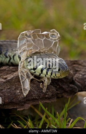 Biscia Natrix natrix versando la pelle muta DEL REGNO UNITO Foto Stock